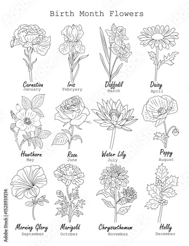 Set of birth month flowers line art, including Carnation, Iris, Daffodil, Daisy, Hawthorn, Rose, Water Lily, Poppy, Morning Glory, Marigold, Chrysanthemum, Holly. Black sketch isolated