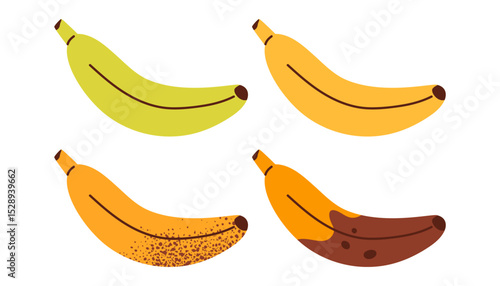 Four bananas at different stages of ripeness. Banana ripeness process. Banana from unripe green to overripe brown. Vector illustration in cartoon style. Isolated on white background