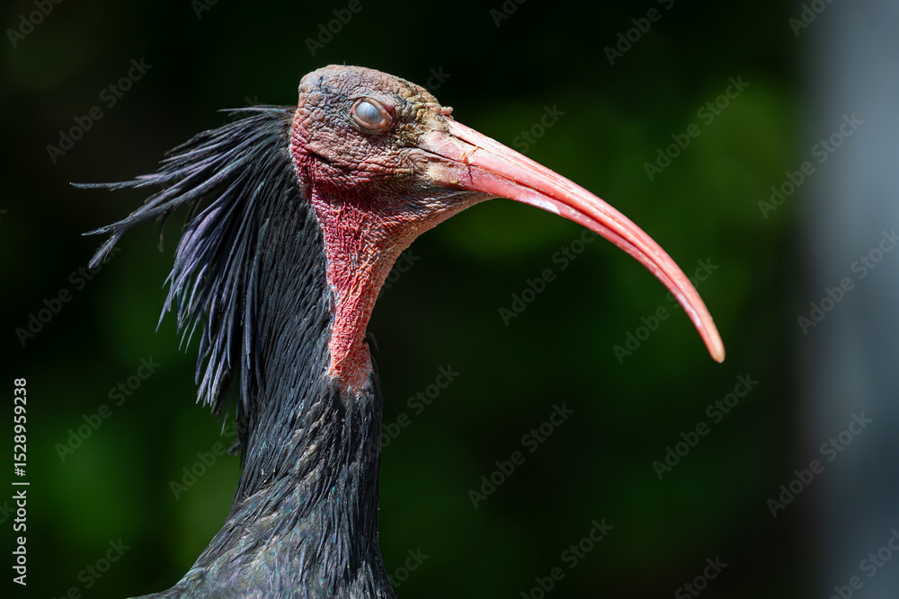Naklejka premium Northern Bald Ibis