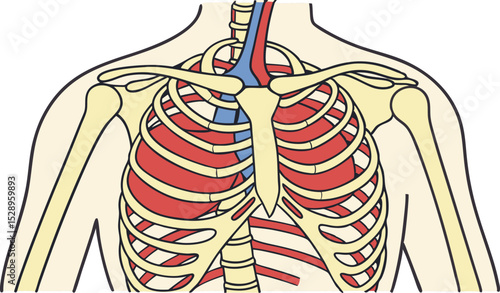 Rib Cage and Chest Muscles Anatomy Illustration