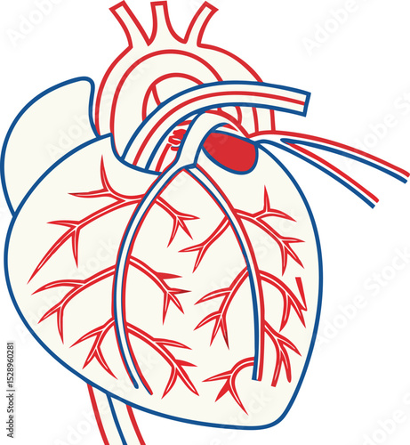 Human Heart and Arteries Anatomy Illustration