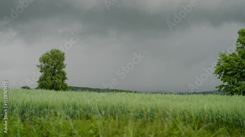 Alleinstehender Baum unter Gewitterwolken auf einem Feld