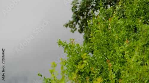 Stürmischer Wind in den Baumkronen – Blätter im Nahaufnahme vor Gewitterhimmel