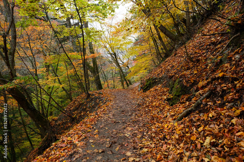 Fototapeta premium 山道と紅葉。西沢渓谷の秋 Orange color Maple leaves in a trail, autumn time Japan