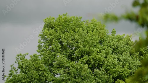 Stürmischer Wind in den Baumkronen – Blätter im Nahaufnahme vor Gewitterhimmel