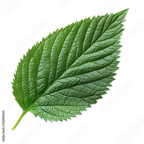 nettle leaves on transparent background