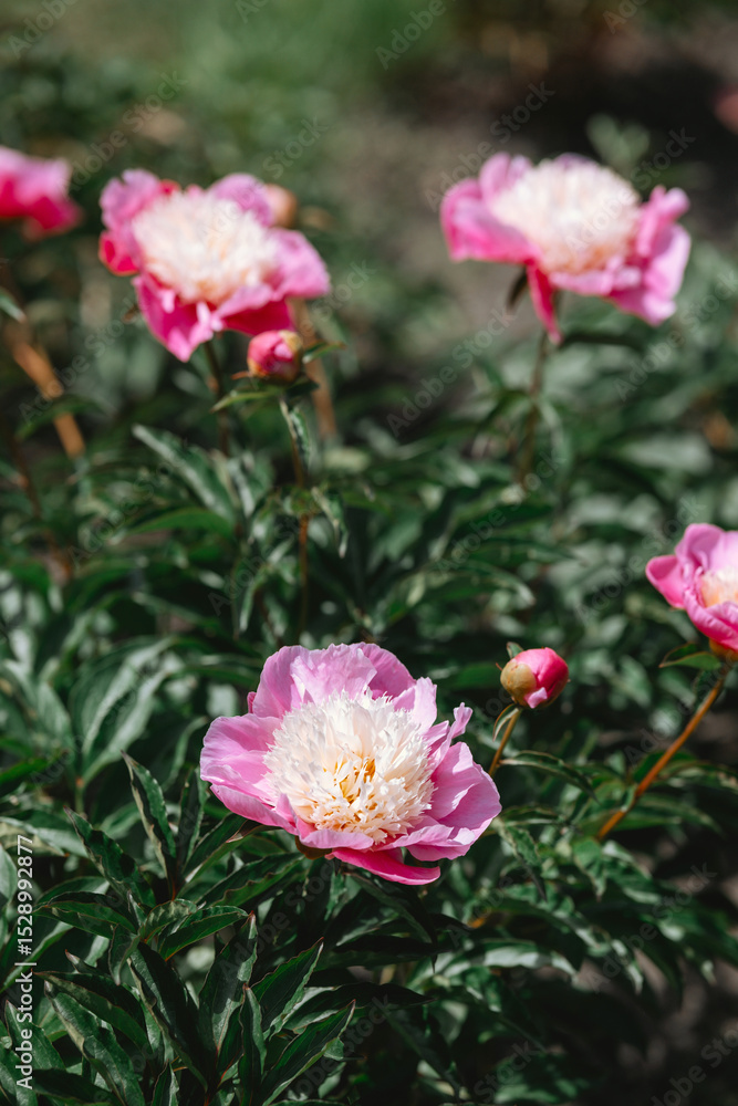 Beautiful pink peonies blooming in a serene garden environment Beautiful pink peonies blooming in a serene garden environment