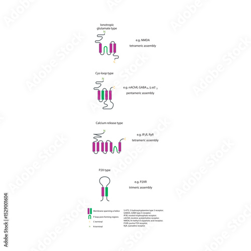 Structural Comparison of Ion Channel Receptor Types: Ionotropic glutamate, cys-loop, calcium release and P2X type with Membrane-Spanning and Pore-Forming Regions