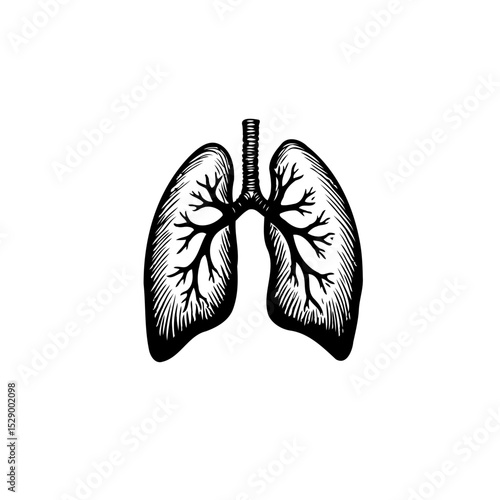 Detailed anatomical engraving of human lungs against white providing a clear illustration
