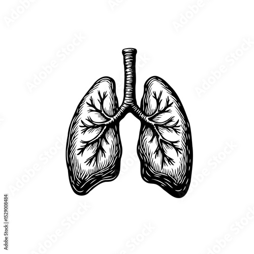 Detailed hand-drawn vector illustration of human lungs for medical designs