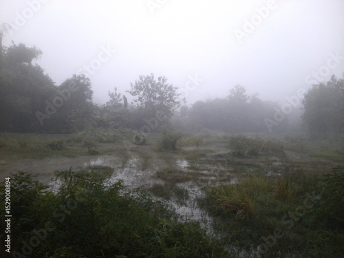 swamp in a foggy forest in the morning