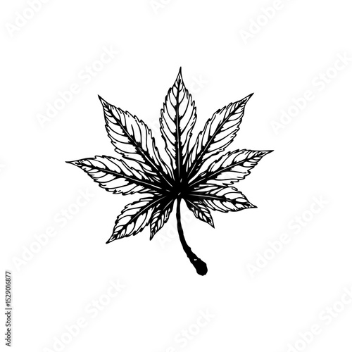 Detailed Line Art Illustration of a Nine-Pointed Leaf on White Background Minimalist Style