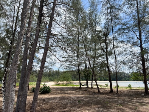 Editorial: Krabi, Thailand. June 2025. Serene pine-lined shore with sandy ground, offering a tranquil escape. A simple hammock is strung between trees, inviting relaxation in this peaceful coastal set