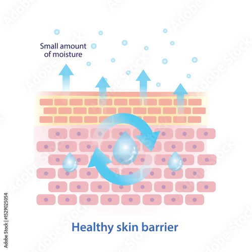 The state of healthy skin barrier illustration. The stratum corneum neatly covers the skin surface and prevents moisture evaporation. The amount of trans epidermal water loss, TEWL is small.