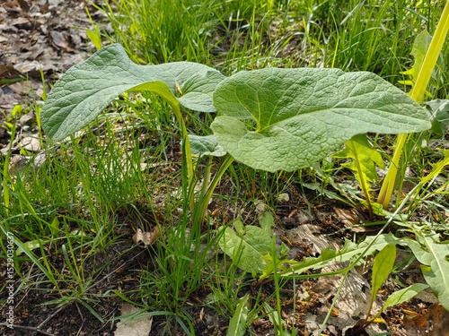 burdock plant in grass, two young paired burdock leaves, alternative medicine