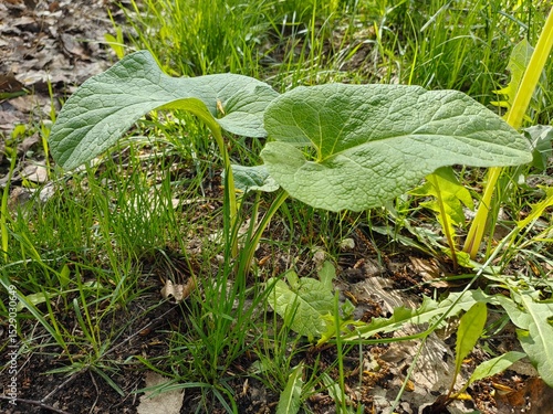 burdock plant in grass, two young paired burdock leaves, alternative medicine