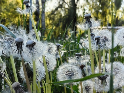 Dandelions in a field, in a garden, against the background of water, in the shade and in the sun, dandelion seeds on a stem, dandelion parachutes