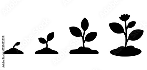Plant growth stages illustrated from seed to flowering