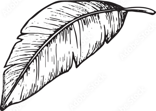 A hand-drawn sketch of a tropical leaf with unique cutouts and detailed textures. Perfect for botanical art, tropical designs, nature-inspired decor, greeting cards, wallpapers, and patterns in textil