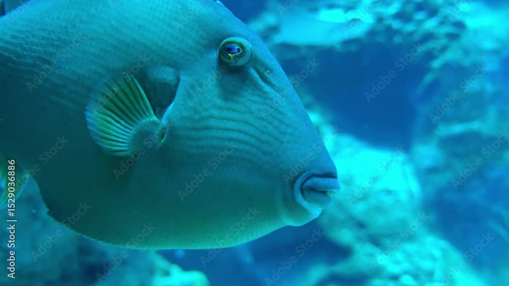tropical triggerfish underwater, showing unique skin texture, eye ...