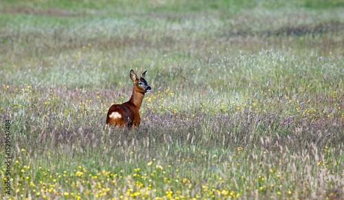 Obraz na plátně Male roe deer among wild flowers