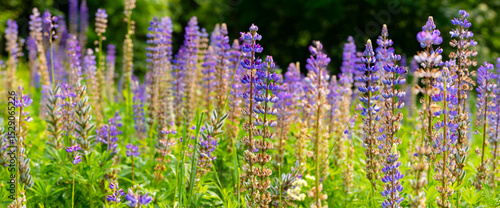 Lupine meadow in a clearing in the forest with hundreds of bright inflorescences in purple, magenta, blue
and white. Colorful wide-angle panorama in Sauerland (Germany) at the beginning of June.