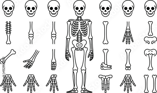 Anatomy illustration of human skeleton with bones in black and white