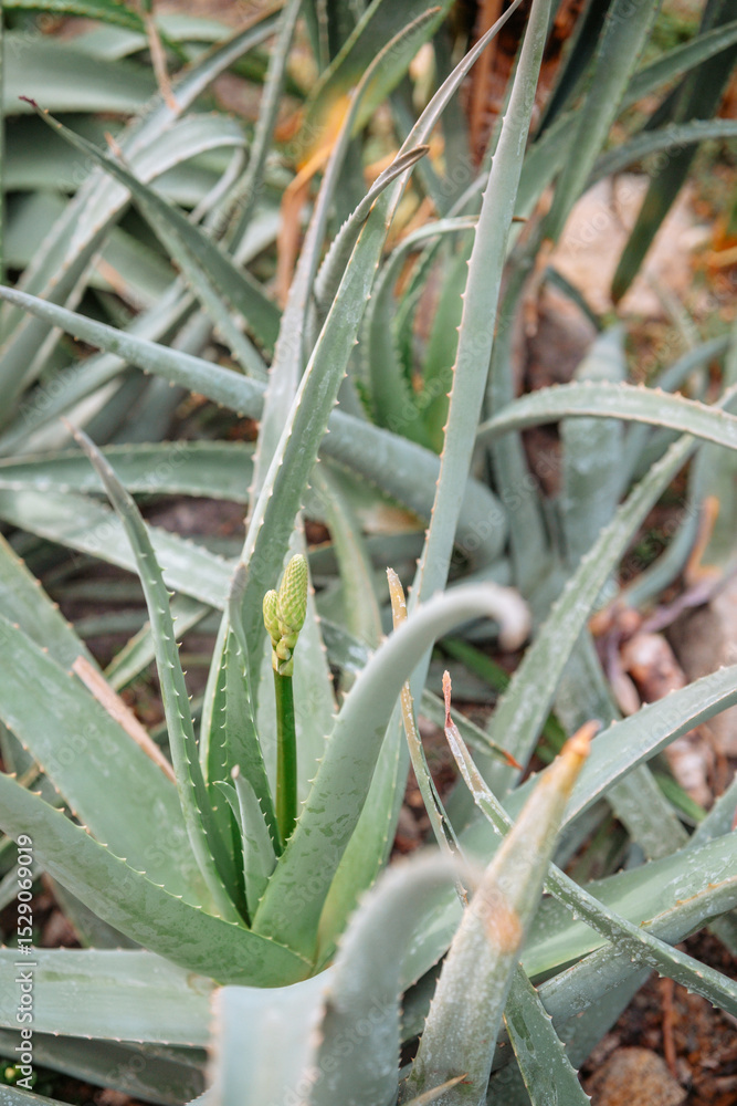 Fototapeta premium Aloe vera plant growing in natural garden environment during daytime hours