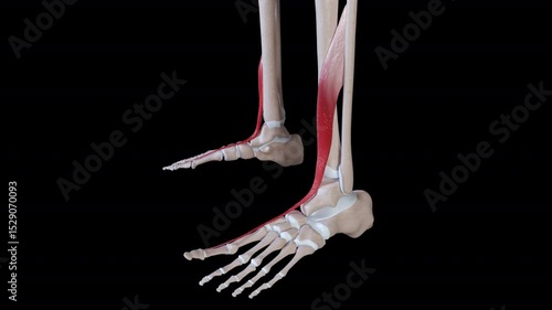 Extensor Hallucis Longus Muscle Movement