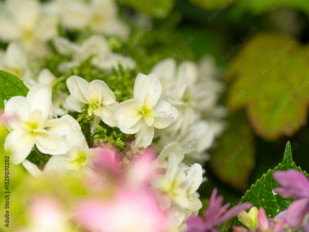 Fototapeta premium 雨に濡れた白い紫陽花のクローズアップ