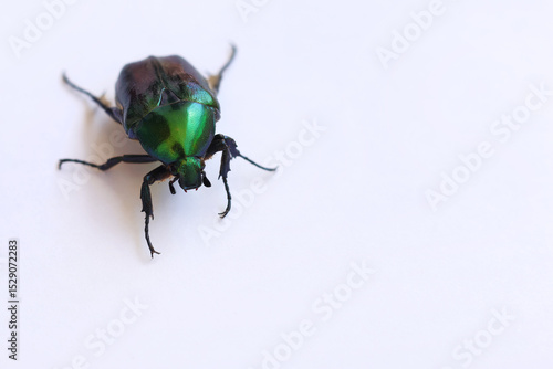 Fotografie Cetonia Aurata
