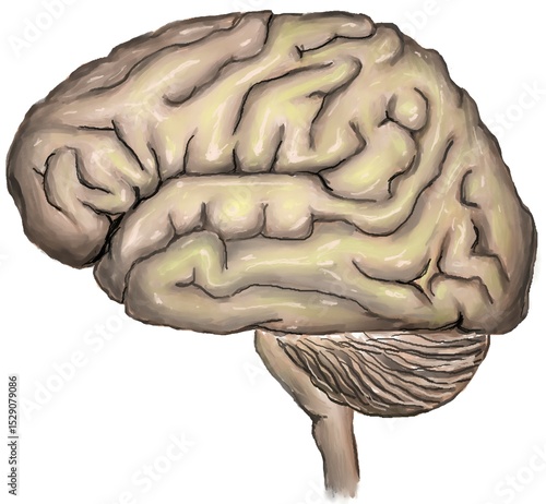 the illustration shown brain and brainstem anatomy