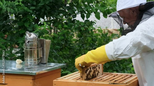 A beekeeper works with the bees and the hives in the apiary. a man in a protective suit at the apiary. Employee pulls the frame from the hive. a man pulls out the honeycomb with honey. Summer harvest