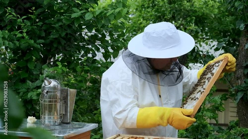 A beekeeper works with the bees and the hives in the apiary. a man in a protective suit at the apiary. Employee pulls the frame from the hive. a man pulls out the honeycomb with honey. Summer harvest