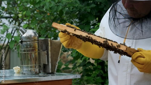A beekeeper works with the bees and the hives in the apiary. a man in a protective suit at the apiary. Employee pulls the frame from the hive. a man pulls out the honeycomb with honey. Summer harvest