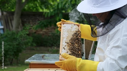 A beekeeper works with the bees and the hives in the apiary. a man in a protective suit at the apiary. Employee pulls the frame from the hive. a man pulls out the honeycomb with honey. Summer harvest