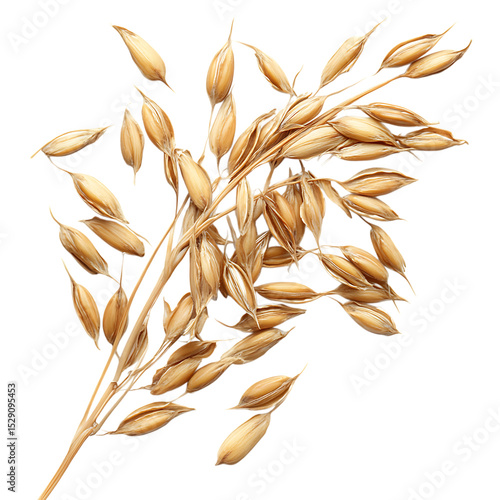 Oat ears Avena sativa seeds