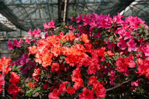 Wallpaper Mural Vibrant  Azalea Flowers in a Greenhouse Torontodigital.ca
