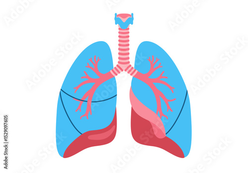 Simple cartoon lungs blue lobes red trachea branching airways