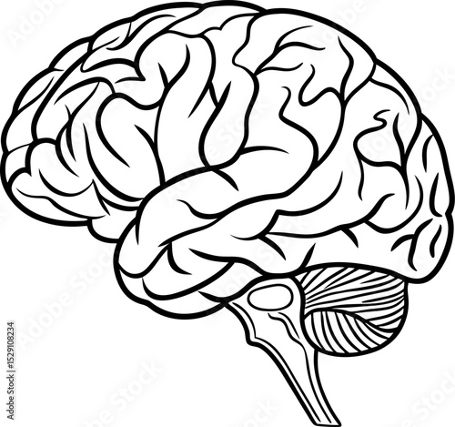 Brain Anatomy Illustration: A detailed line drawing offers an insightful glimpse into the human brain's intricate structure, emphasizing its complex folds and essential components.