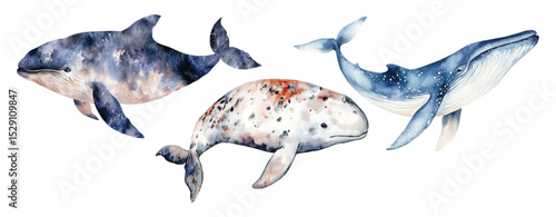 giant Gray whale, killer whale watercolor vector illustration, underwater ocean animal art isolated on white background