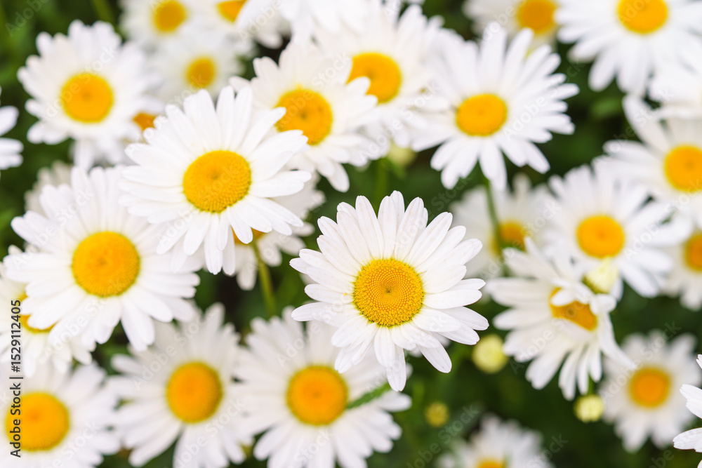 Cose up of blooming white daisies, chamomile with yellow centers growing in a lush meadow background. Oxeye daisy, Leucanthemum vulgare, Common daisy, Dog daisy. Gardening, plant breeding Cose up of blooming white daisies, chamomile with yellow centers growing in a lush meadow background. Oxeye daisy, Leucanthemum vulgare, Common daisy, Dog daisy. Gardening, plant breeding