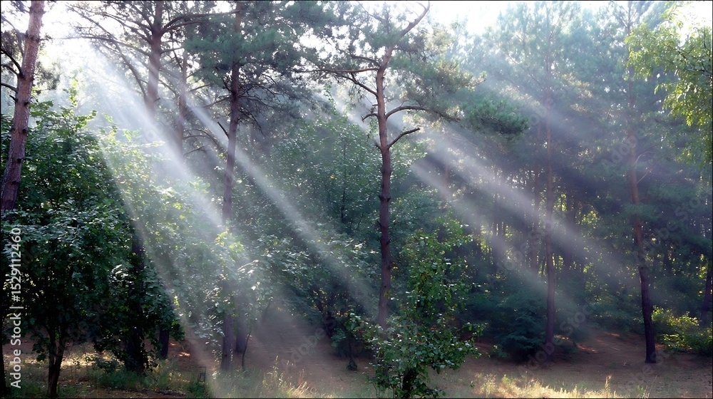 Obraz premium Sunbeams through trees in green forest