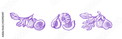 Fig branch, details fruit Hand draw botanical set