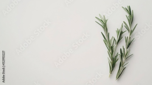 Isolated rosemary sprig over white, simplicity and elegance