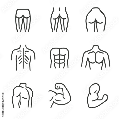 Muscle Anatomy Icons. Outline icon set of muscle anatomy focus: quadriceps, hamstrings, glutes, erector spinae, abdominals,