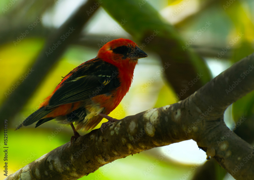 Obraz premium cardinal on a branch