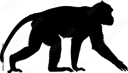 Silhouette of a monkey walking on all fours against white background
