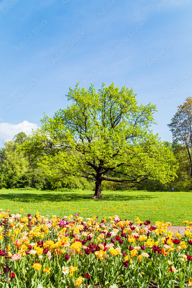 Fototapeta premium Blooming colorful tulips in the park. Tulip festival.