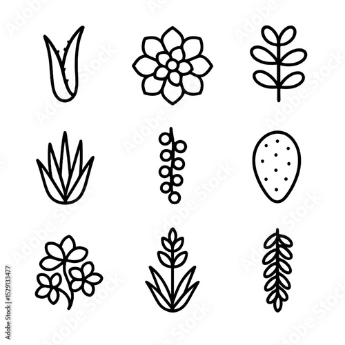 Succulent Icon Set. Outline icon set of succulent assortment: aloe leaf, echeveria rosette, jade plant, haworthia spike, string of
